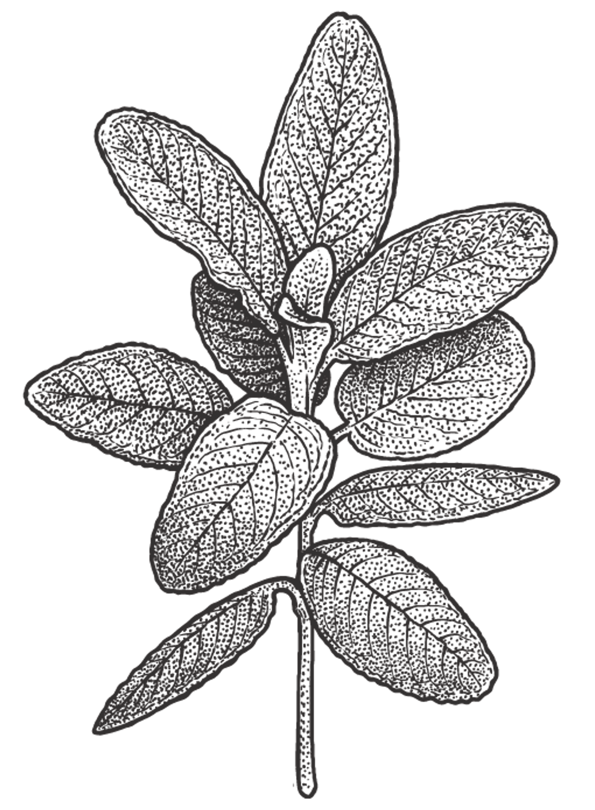 Illustrated Mint